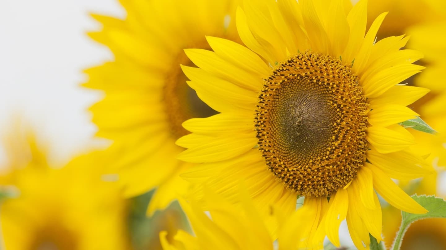 資源作物の栽培