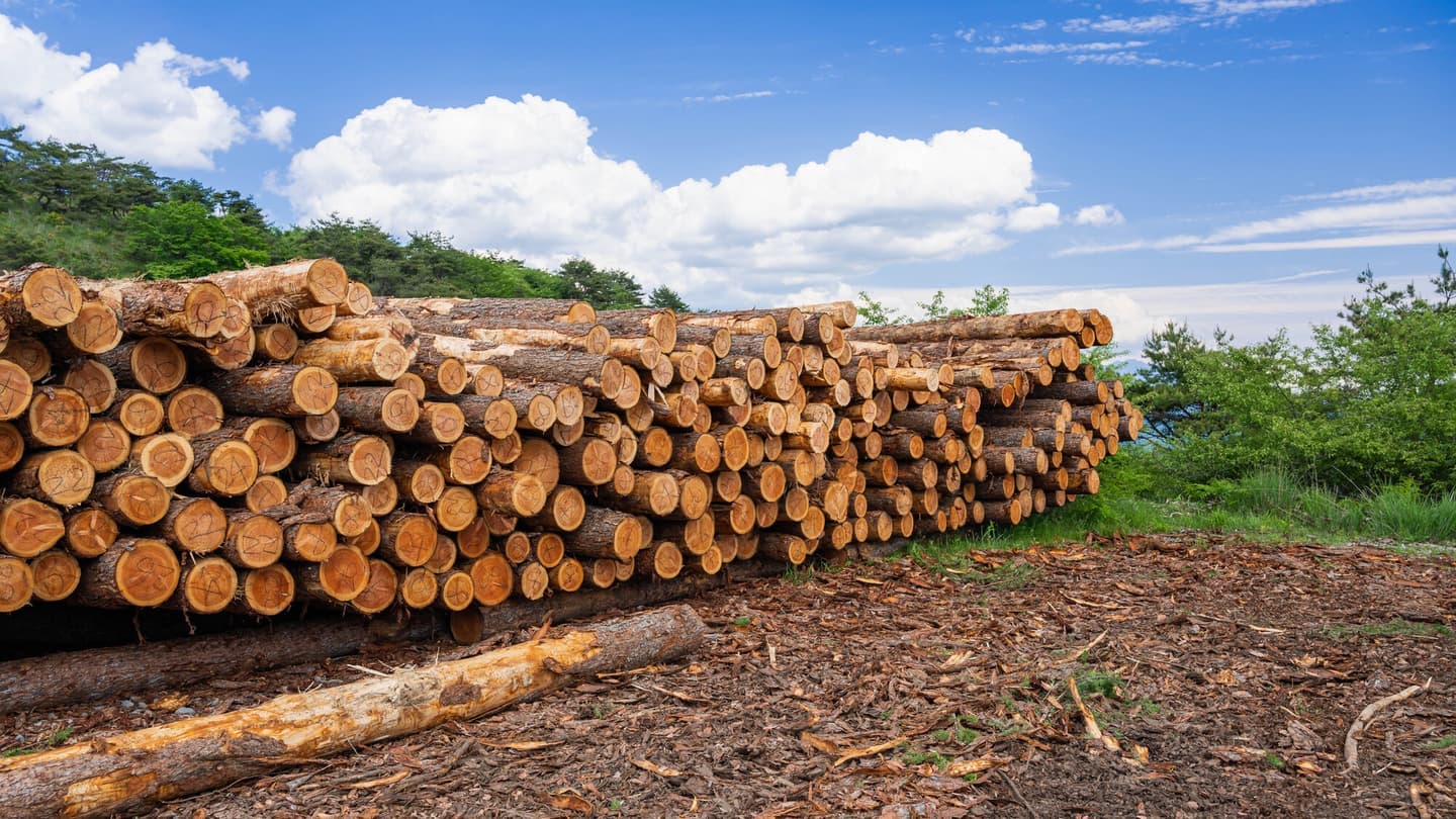 バイオマス発電向け早生樹育成・出荷実証事業