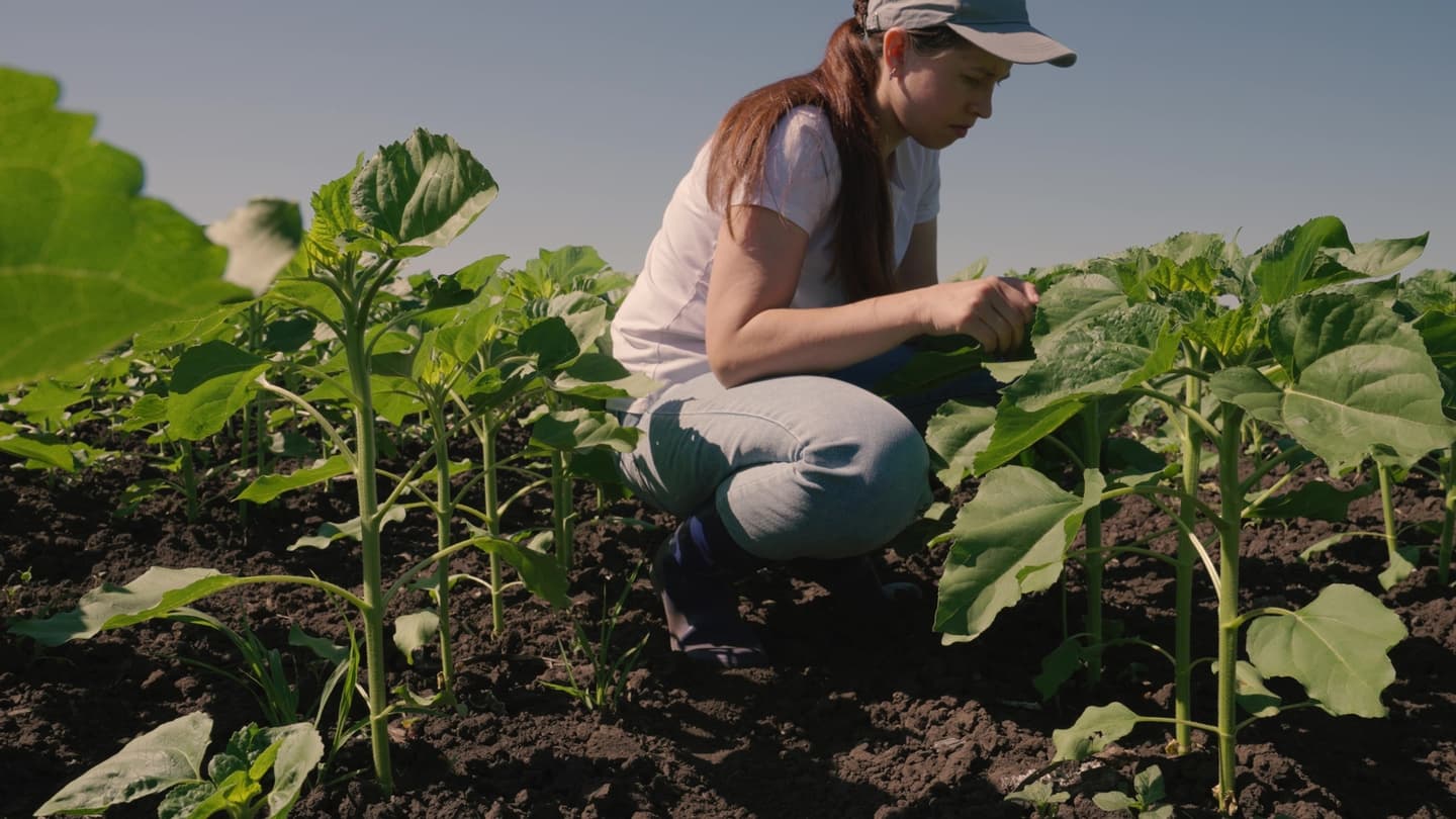早生樹選定実証実験